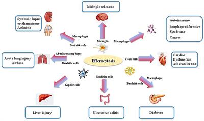 Efferocytosis and Its Role in Inflammatory Disorders